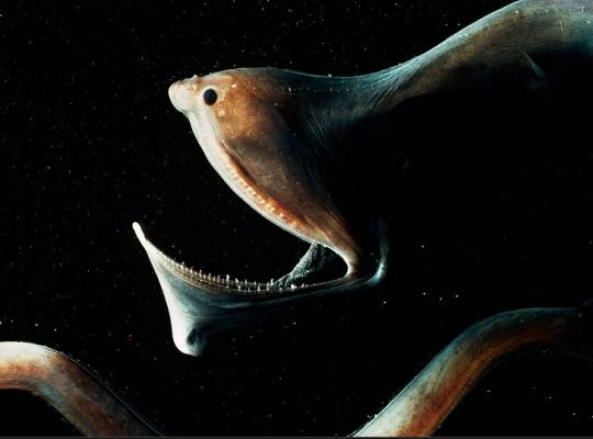 Рыбы Марианской Впадины Фото