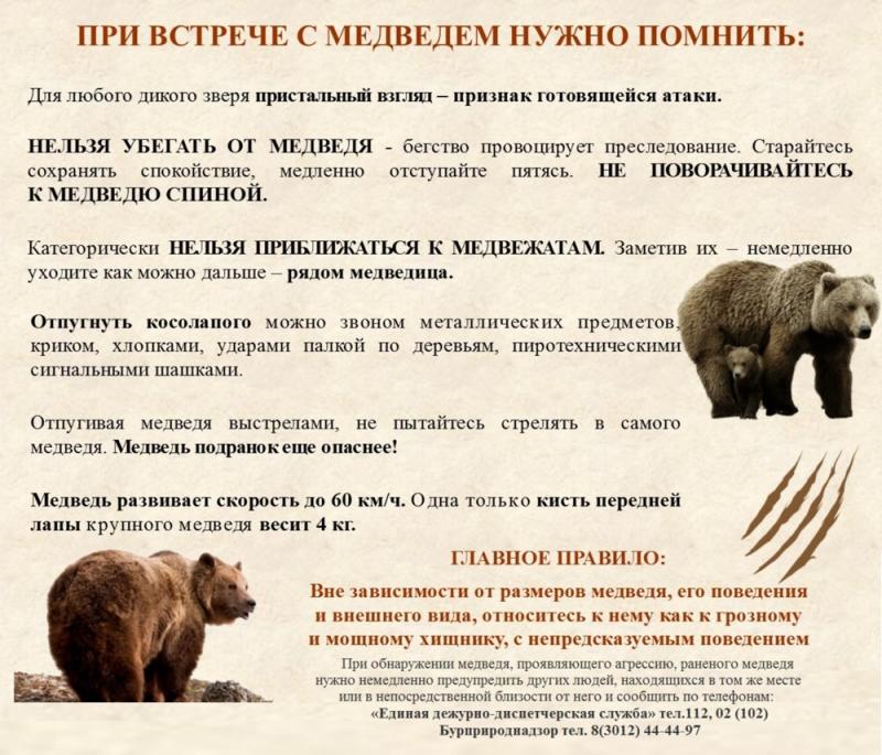 Реферат: Российский медведь и китайские тигры