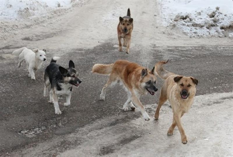 Стая собак запугала людей на улице Волжской в Иркутске