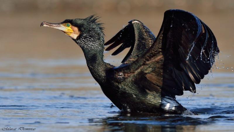 Байкальских птиц беспочвенно обвиняют и уничтожают