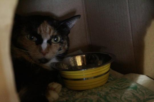 Приют для кошек томасина