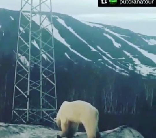 Как в России губят природу: судьбу белого медведя, вышедшего в Норильск,  определил дрессировщик Запашный