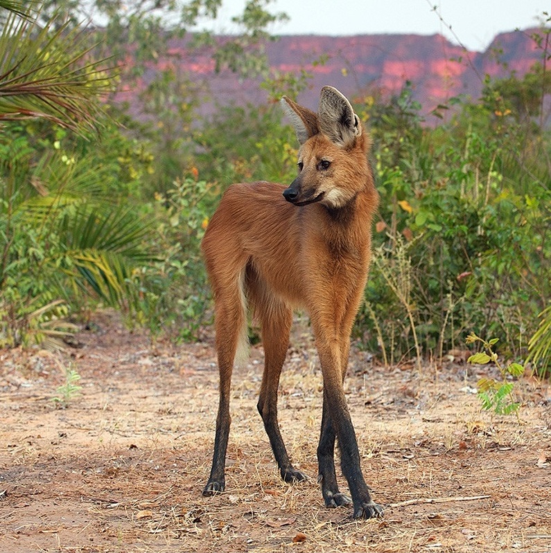 Южноамериканская гуара: большая лиса или тощий волк?