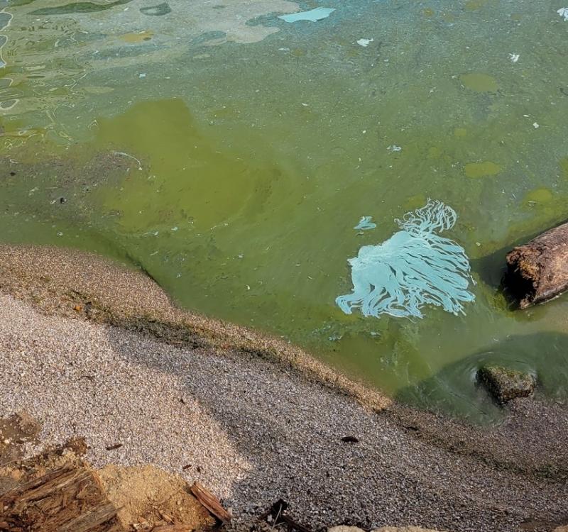 Загрязнение воды байкала. Вода цветет. Байкал цветение воды. Загрязнение вод Байкала. Озеро с зеленой водой.