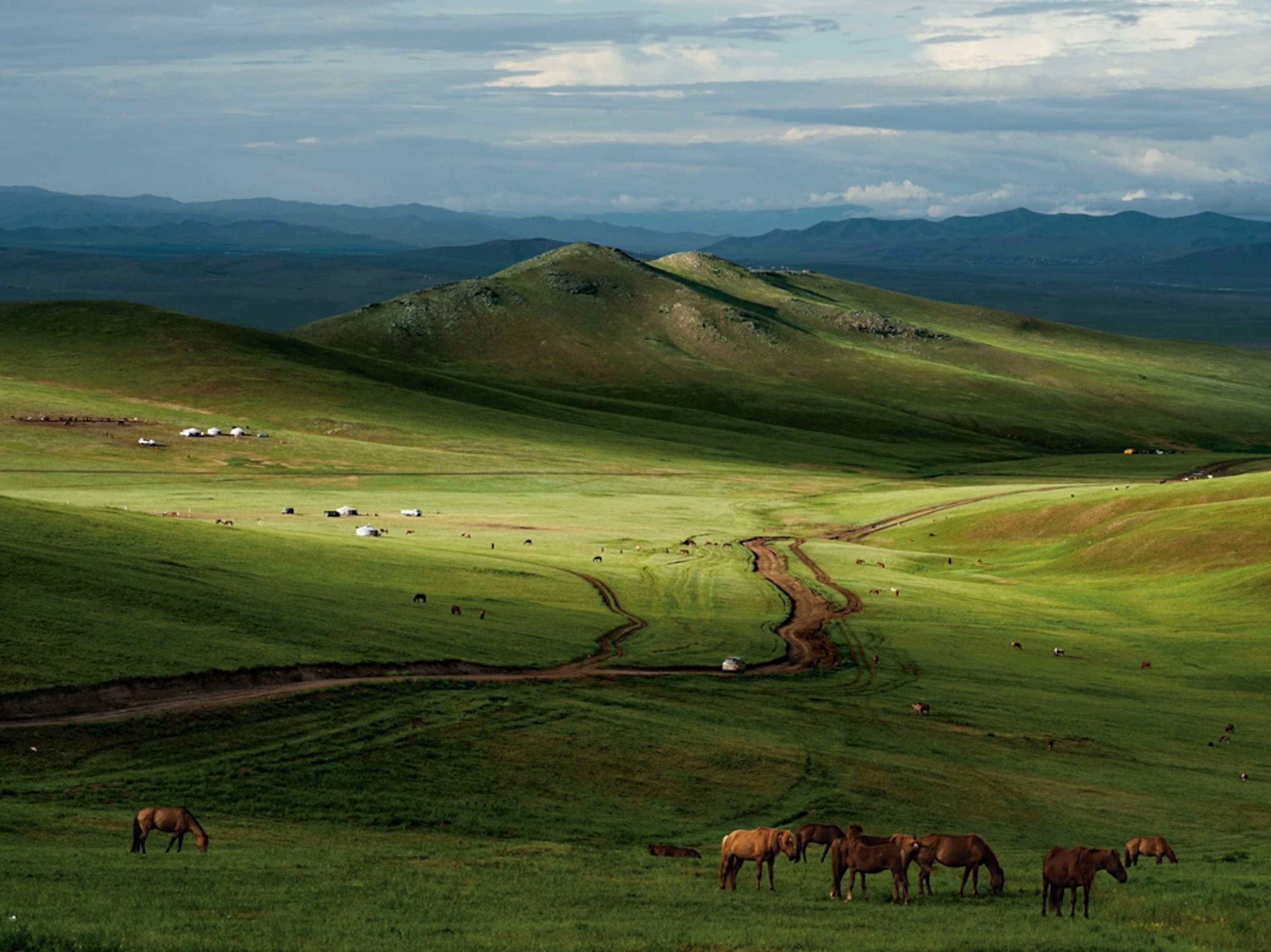 Леса Монголии